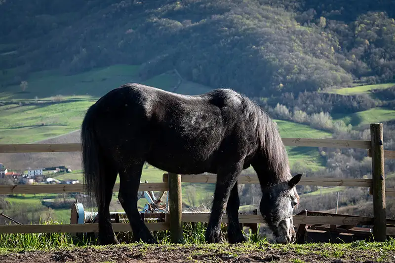 Lilly cavallo di Cergallina Horses a Vernasca, Piacenza