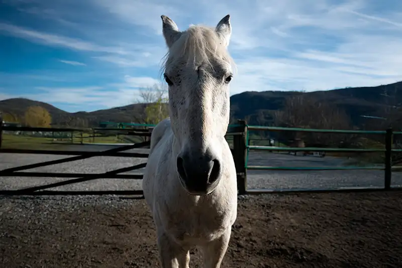 Cirlo cavallo di Cergallina Horses a Vernasca, Piacenza