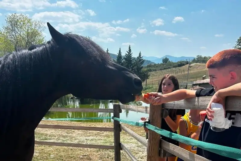 Dafne cavallo di Cergallina Horses a Vernasca, Piacenza