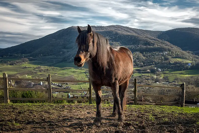 Lucy cavallo di Cergallina Horses a Vernasca, Piacenza