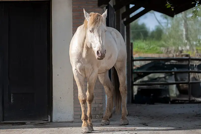 Oro cavallo di Cergallina Horses a Vernasca, Piacenza