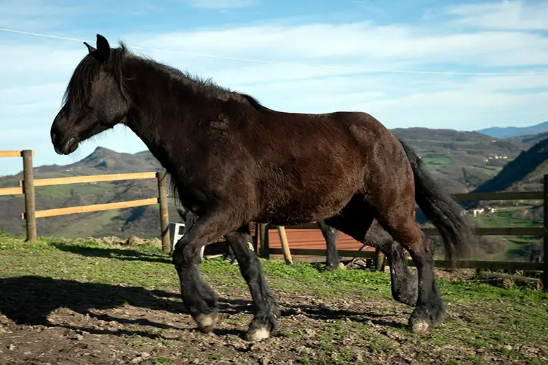 Pina cavallo di Cergallina Horses a Vernasca, Piacenza